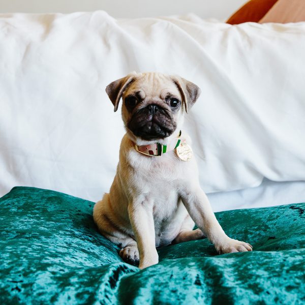 pug wearing the Master Confetti Leather Dog Collar