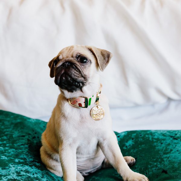 pug modelling the Master Confetti Leather Dog Collar