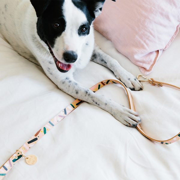 dog on bed with the Master Confetti Leather Dog Leash