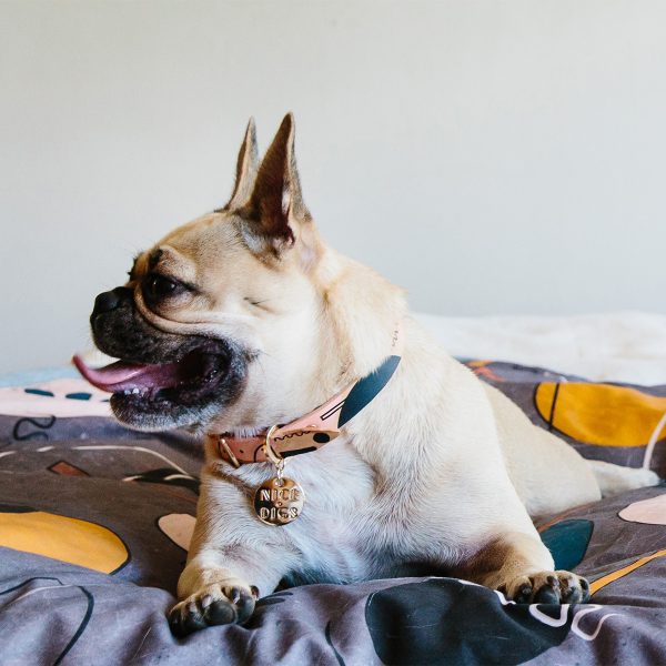dog modelling the Modern Form Leather Dog Collar